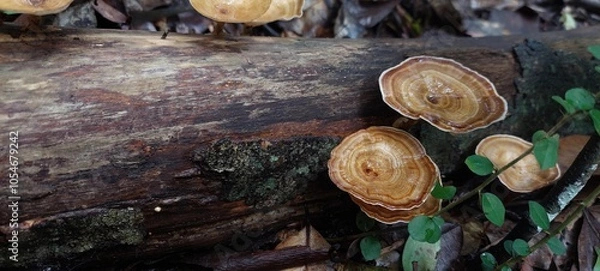 Fototapeta tree trunk with leaves