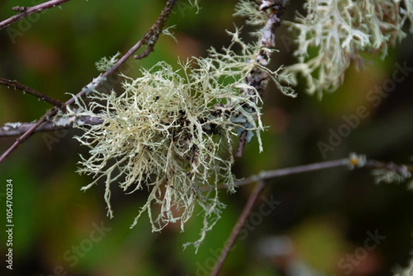 Fototapeta A close up image of the texture of hanging tree moss on an outstretched branch. 