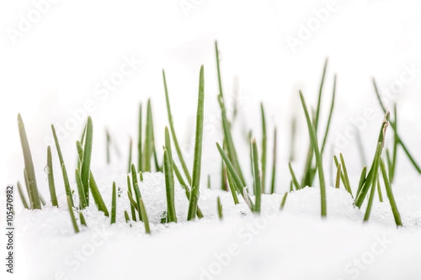 Obraz Spring grass in white snow