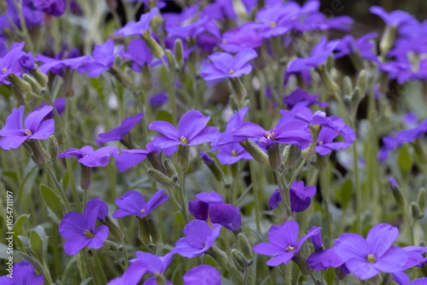 Fototapeta Field of purple African Violets in full bloom
