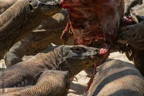 Fototapeta The ferocity of Komodo dragons when they eat their prey with their sharp teeth. strong jaw bite when eating prey with dripping saliva
