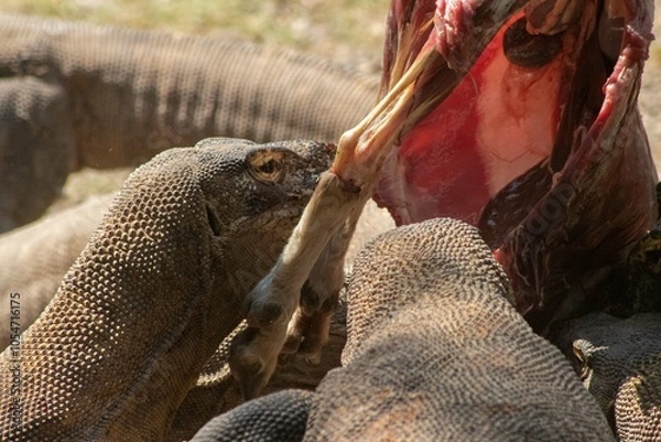 Fototapeta The ferocity of Komodo dragons when they eat their prey with their sharp teeth. strong jaw bite when eating prey with dripping saliva