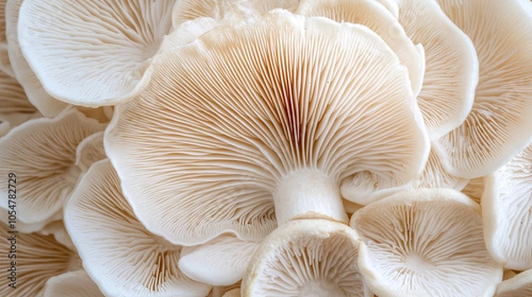Fototapeta various mushrooms arranged in a flat lay on a neutral background, symbolizing nature's diversity, health, and renewal. Each variety highlights unique textures and earthy tones