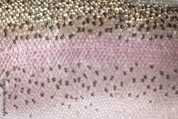 Obraz Rainbow trout skin detail