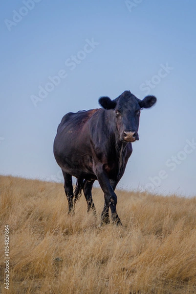 Obraz cow on the farm