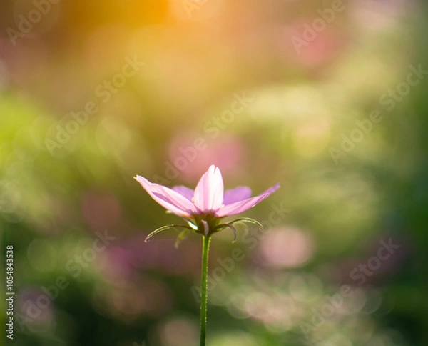 Fototapeta Soft focus of purple cosmos field with light of sun and blur bokeh background