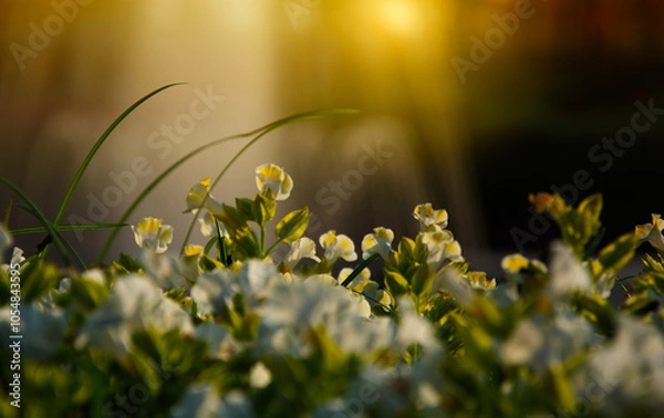Fototapeta Blooming Torenia flower garden in the park with mist and soft light background