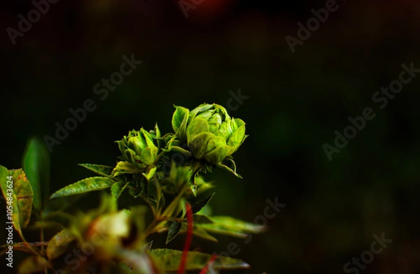Fototapeta Low key of blooming concourse rose with black  tone background