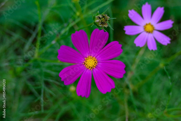 Obraz コスモスの花びら