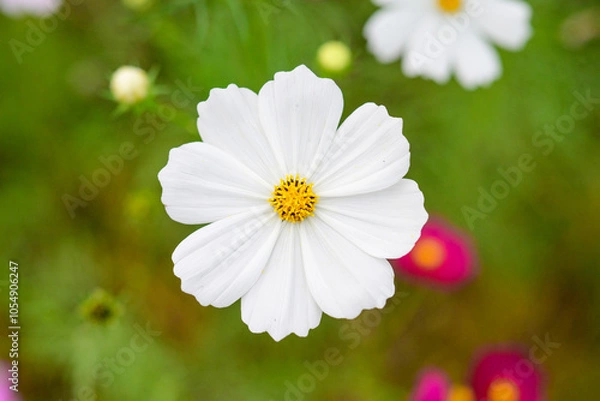 Obraz コスモスの花びら