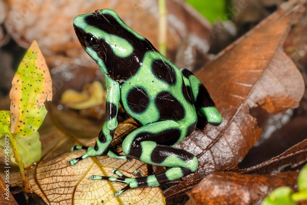 Fototapeta Green-and-black poison dart frog (Dendrobates auratus, also known as the green-and-black poison arrow frog or green poison frog), Costa Rica, Sarapiqui region. Selective focus on frog's eyes