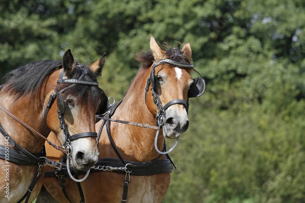 Fototapeta Kaltblutgespann