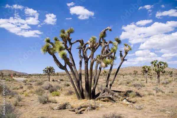 Obraz blue sky joshua tree