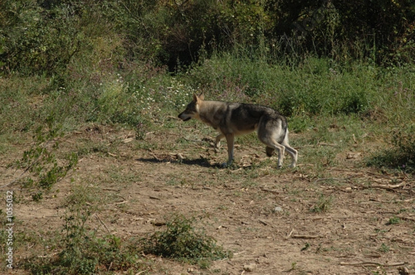 Obraz loup y es-tu ?