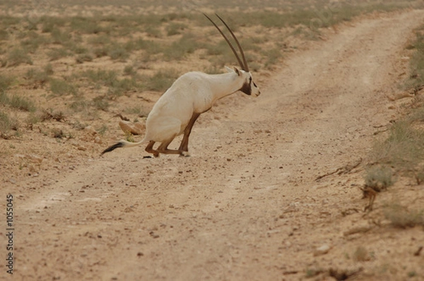 Obraz oryx d'arabie