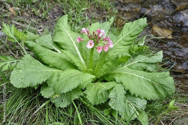 Fototapeta クリンソウ