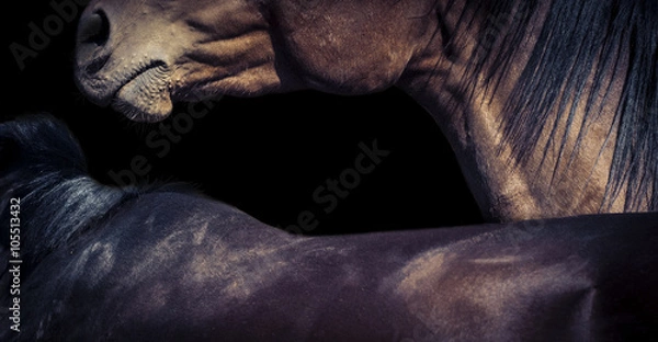 Fototapeta Horse grooming isolated