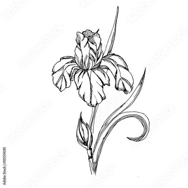 Obraz Vector decorative of iris flowers