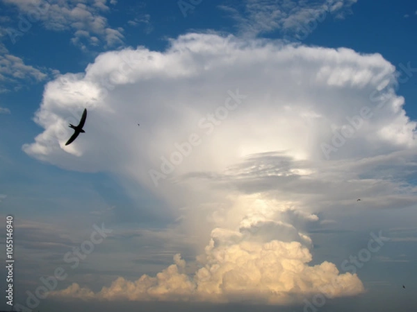 Obraz Giant cloud and bird silhouette