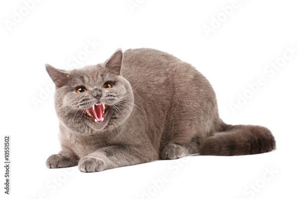 Obraz Angry cat