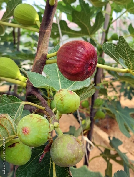Fototapeta Fresh figs fruit also known as ficus carica on the branch of a fig tree