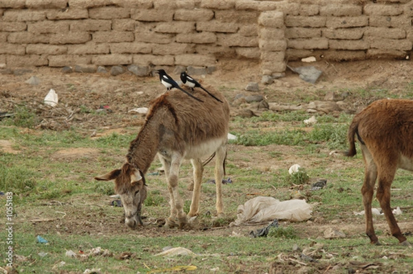 Obraz âne et oiseaux