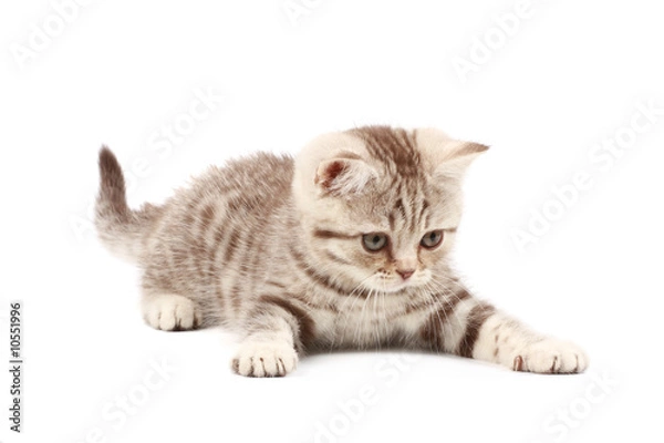 Obraz Cute kitten