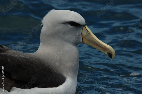 Obraz albatros de salvin