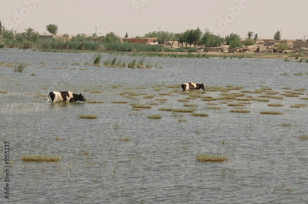 Obraz vaches à l'eau