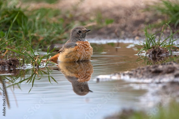 Fototapeta Young common redstart, Phoenicurus phoenicurus