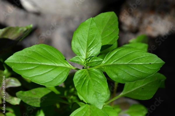 Obraz 
Fragrant green basil leaves shot close-up.