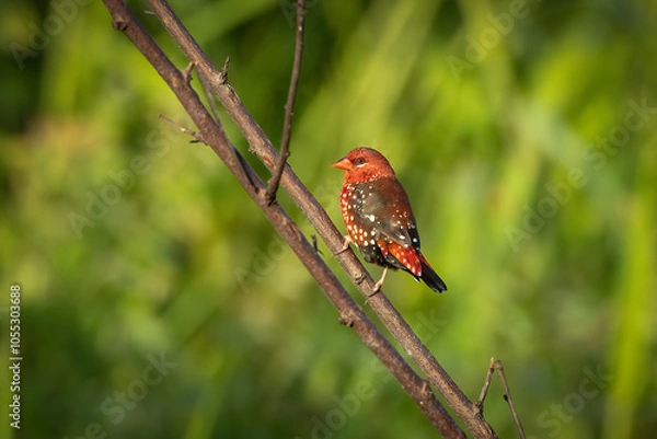 Fototapeta red avadavat perched on a twig, Bokeh, Thailand, South East Asia