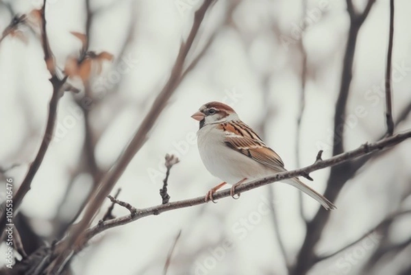 Fototapeta Eurasian Tree Sparrow in Wild. Passer montanus Bird Perched on Branch in Europa