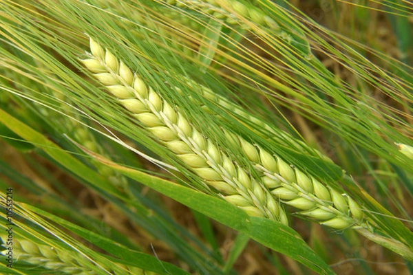 Fototapeta Gerstenähren