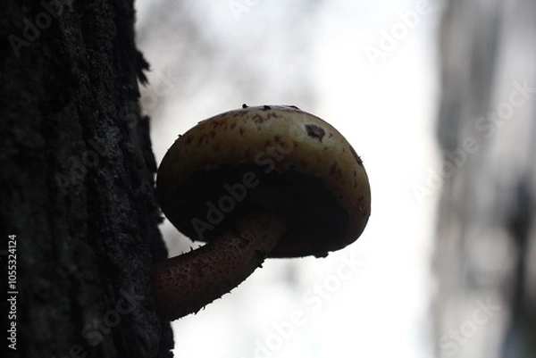 Obraz mushrooms in the forest