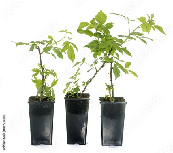 Obraz Malina w doniczce