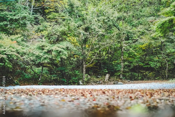 Fototapeta キャンプ