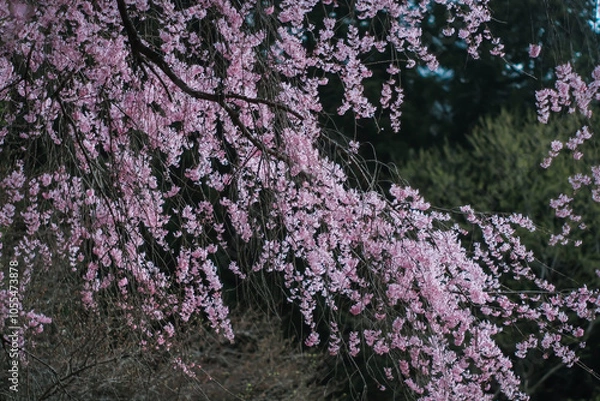 Fototapeta さくら