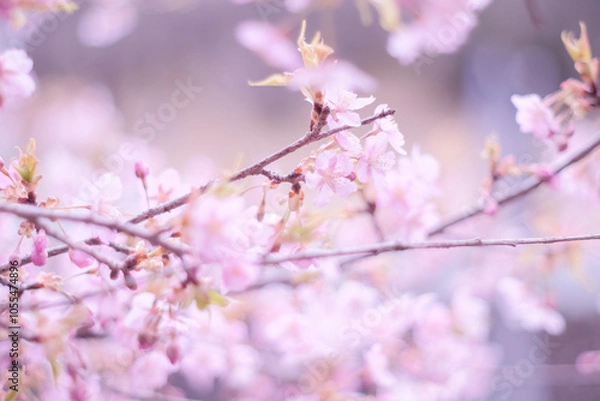 Fototapeta 桜近景