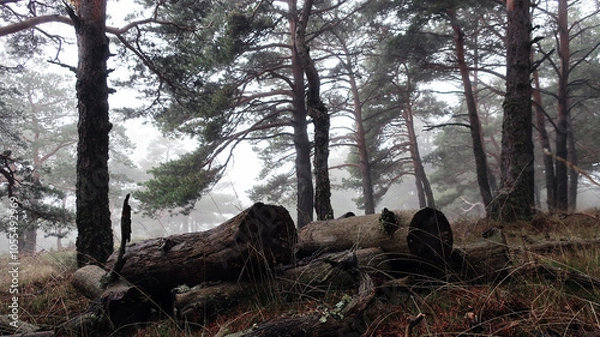 Obraz Bosque nublado