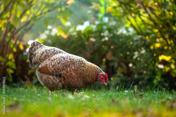 Obraz Bielefelder Kennhuhn