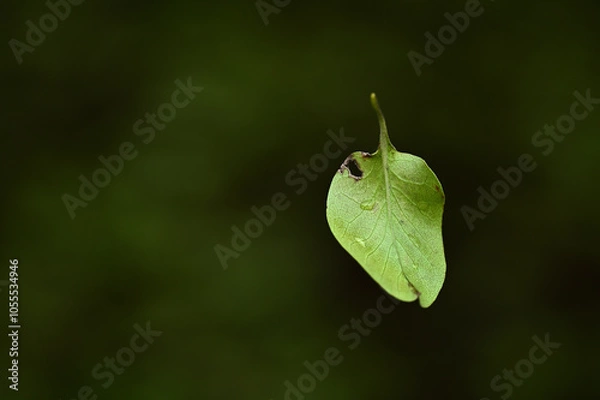 Fototapeta 落ち葉