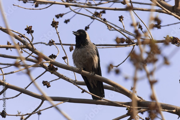 Fototapeta Crow on branch in forest