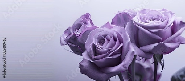 Fototapeta Purple roses against a blank background perfect for copy space image
