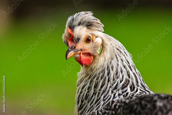 Obraz Portrait of grayish Icelandic chicken on the green background
