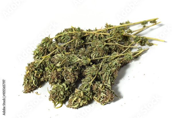 Obraz dry marijuana plant