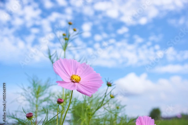 Fototapeta コスモスの花と秋の雲