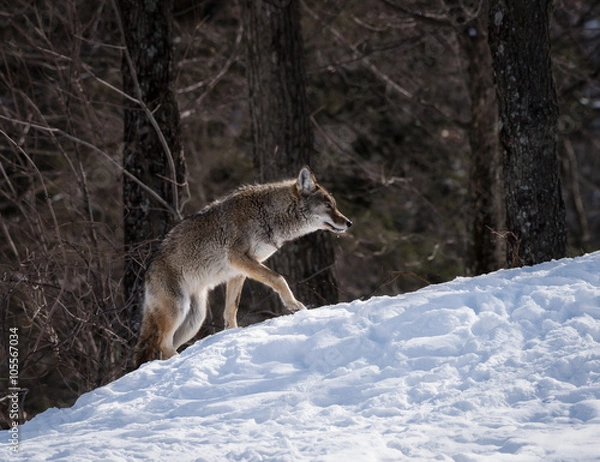Fototapeta Grey or Gray Wolf