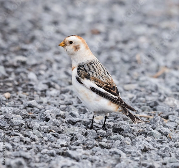Fototapeta Snow Bunting in Winter