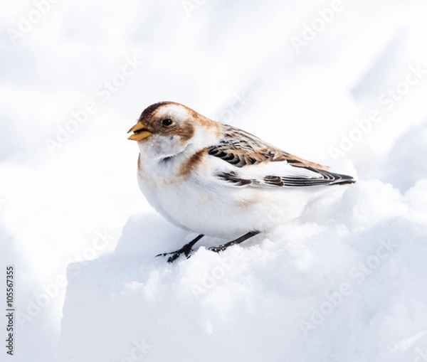 Obraz Snow Bunting in Winter